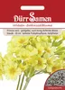 Wiesenschlüsselblume | Wiesenschlüsselblumensamen von Dürr Produktbild-Vorschau 3