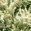 6 x Knöterich - Persicaria polymorpha  | Topf 9cm x 9cm Produktbild-Vorschau 2