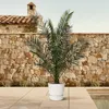 Palmier des Canaries (Phoenix canariensis) Ø 24 cm ↕ 180 cm Voir les images du produit 4