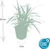 Dekoratívna tráva - Ostrica japonská - Carex morrowii Náhľad obrázku produktu 3
