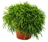 Rhipsalis baccifera Oasis - korálový kaktus - v květináči Náhled obrázku produktu 1