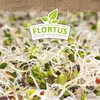 Keimsprossen Gourmet-Mischung (Quinoa, Linsen und Rettich) Produktbild-Vorschau 5