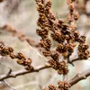 Olivello Spinoso Hikul Maschio 2L Anteprima dell’immagine prodotto 6