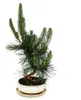 Bonsaj - Pinus thunbergii - japonská borovice černá - stáří Náhled obrázku produktu 1