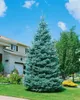 Blaufichte 40-60 cm, im Topf - Picea pungens glauca, Produktbild-Vorschau 11