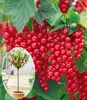 BALDUR Garten 1x Johannisbeere 'Rote Rovada', Pflanze im 3 Produktbild-Vorschau 1