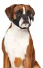 Duvo+ Maulkorb Nylon, Short nosed dogs Produktbild-Vorschau 7