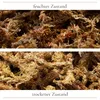 Sphagnum Moos 150g, ca. 10L – stark Wasser-speicherndes Produktbild-Vorschau 7