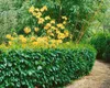 Prunus laurocerasus 'Caucasica', Kirschlorbeer, immergrün, Produktbild-Vorschau 8