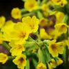 Wiesen-Schlüsselblume Samen - Primula veris - Produktbild-Vorschau 3