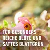 COMPO  Blumendünger 1,3 Liter Produktbild-Vorschau 11