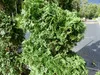 Thuja occ. "Columna" Spirale 180 cm Heckenpflanze Hecke Produktbild-Vorschau 4