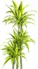 Drzewo smocze Dracaena deremensis Lemon Lime – roślina Podgląd zdjęcia produktu 3
