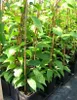 Aktinidia Weiki ostrolistna męska zapylacz 1L Podgląd zdjęcia produktu 9