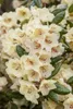 Rhododendron yakushimanum 'Flava', gelb, 40–50 cm Produktbild-Vorschau 2