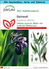 SAFLAX - Geschenk Set - Heilpflanzen - Beinwell - 15 Samen Produktbild-Vorschau 1