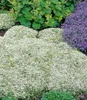 BALDUR Garten 30x Winterharter Weißer Polsterthymian, im Produktbild-Vorschau 2
