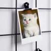 A framed photo of a kitten is clipped to a black wire grid, which is mounted on a white wall. Anteprima dell’immagine prodotto