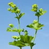 Bloomique - Lot de 3 - Alchemilla Mollis - Alchémille - Voir les images du produit 3