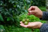 PURE CHEMICAL | olio di macadamia | olio naturale | noci di Anteprima dell’immagine prodotto 3