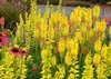 Stauden Gänge 1 x Kniphofia ‘Lemon Popsicle’ - Fackellilie Produktbild-Vorschau 7