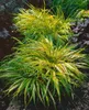 Japanisches Berggras, im Topf - Hakonechloa macra Produktbild-Vorschau 12