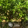 Citron caviar rouge - agrume méditerranéen - arbre fruitier Voir les images du produit 2