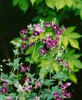 Geranium phaeum, Storchschnabel, violett, ca. 9x9 cm Topf Produktbild-Vorschau 5