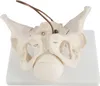Anatomie Modell Model Weiblich Skelett Geburt Demonstration Produktbild-Vorschau 3