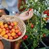 Gusta Garden Tom Tomato, Topfpflanzer, Freistehend, Produktbild-Vorschau 24