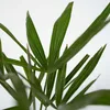 Chinesische Hanfpalme - 2 Stk - Trachycarpus Fortunei - Produktbild-Vorschau 3