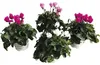 Alpenveilchen Patio Mix FloraSelf Cyclamen persicum Ø 10/11 Produktbild-Vorschau 1