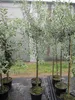 Hängende Wildbirne - Weidenblättrige Hänge-Birne - Pyrus Produktbild-Vorschau 1