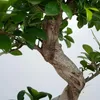 Bonsaï - Ficus microcarpa 'ginseng' - Hauteur 55-65cm - Voir les images du produit 4