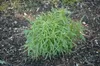 Artemisia dracunculus, Estragon, aromatisch, ca. 9x9 cm Produktbild-Vorschau 1