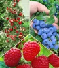 BALDUR Garten 5er Beeren Naschgarten, Pflanzen im Produktbild-Vorschau 1