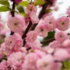 Prunus triloba (Mandorlo da fiore) 2L Anteprima dell’immagine prodotto 2