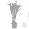 2er Set - Dypsis Lutescens - Goldfruchtpalme - Areca Palme Produktbild-Vorschau 5