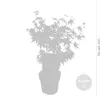 Bloomique - Acer Palmatum Orange Dream - Klon japoński - Podgląd zdjęcia produktu 3