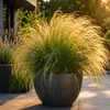 Stauden Gänge 10 x Stipa tenuissima 'Pony Tails' im 1 Liter Produktbild-Vorschau 3