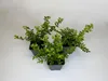 30 Stück, Topf 9cm, Bodendecker Lonicera nitida Maigrün Produktbild-Vorschau 1