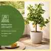Meine Orangerie Zitronenbaum Piccolo - echte Zitruspflanze Produktbild-Vorschau 2