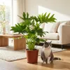Green boutiQ - Zimmerpflanze - Philodendron - Philodendron Produktbild-Vorschau 5