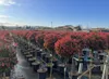 Glanzmispel - Photinia Fraseri Chico auf Stamm – 150 cm – Produktbild-Vorschau 2