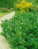 Prunus laurocerasus 'Otto Luyken', Kirschlorbeer, Produktbild-Vorschau 12