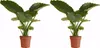 2x Alocasia Gageana California P21 H70 Produktbild-Vorschau 1