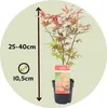 A potted Japanese maple sapling with size indicators. Produktbild-Vorschau