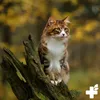 A cat sits on a mossy tree stump in an autumn forest. Produktbild-Vorschau