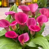 Bulbes de callas, résistants au froid, vivaces - Voir les images du produit 3
