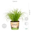 Bloomique - Lot de 6 - Plantes d’intérieur sans danger pour Voir les images du produit 3